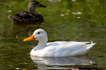 The white mallard  (Anas platyrhynchos) - Rare leucistic mallard on the park in Wisconsin.