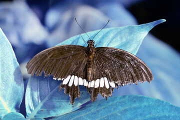 Obraz premium Macro shots, Beautiful nature scene. Closeup beautiful butterfly sitting on the flower in a summer garden.