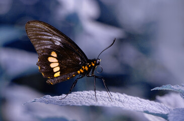 Macro shots, Beautiful nature scene. Closeup beautiful butterfly sitting on the flower in a summer garden.