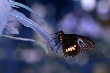 Macro shots, Beautiful nature scene. Closeup beautiful butterfly sitting on the flower in a summer garden.