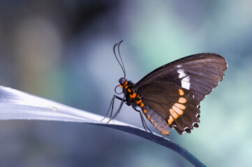 Macro shots, Beautiful nature scene. Closeup beautiful butterfly sitting on the flower in a summer garden.