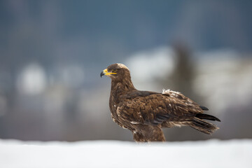 Steppe Eagle in a snowy landscape