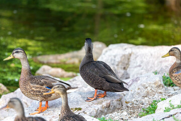 The American black duck (Anas rubripes ) in the park