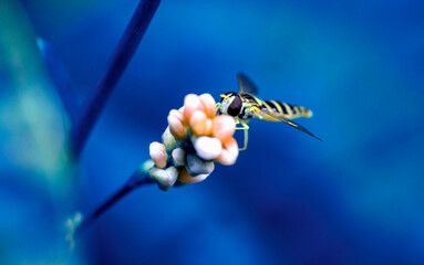 Macro shot of a hoverfly in the garden