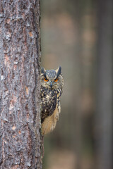 Eurasian Eagle Owl (Bubo bubo) peering around a tree directly into camera