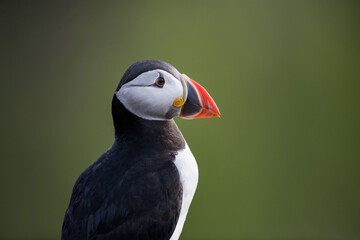 Portrait of an Atlantic Puffin, side view, against a soft focus green foliage background, Skomer Island, Wales