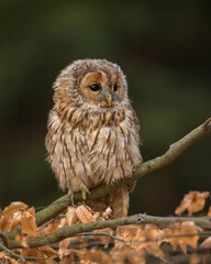 Young Tawney Owl (Strix Aluco) sitting on a tree branch, soft focus green foliage background