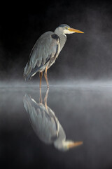 Grey Heron (Ardea Cinerea) on a misty night,  side view,  reflected in a pool