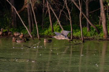 The Young  black-crowned night heron (Nycticorax nycticorax) in flight