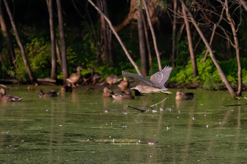 The Young  black-crowned night heron (Nycticorax nycticorax) in flight