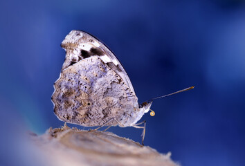 Macro shots, Beautiful nature scene. Closeup beautiful butterfly sitting on the flower in a summer garden.
