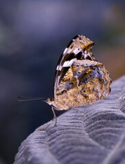 Macro shots, Beautiful nature scene. Closeup beautiful butterfly sitting on the flower in a summer garden.