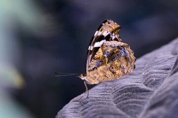 Macro shots, Beautiful nature scene. Closeup beautiful butterfly sitting on the flower in a summer garden.