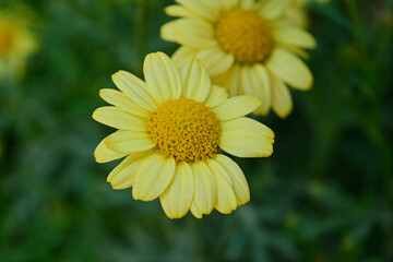 Obraz premium yellow flower in a garden