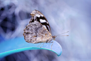 Macro shots, Beautiful nature scene. Closeup beautiful butterfly sitting on the flower in a summer garden.
