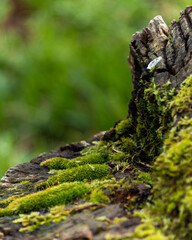 Moss in a trunk close up