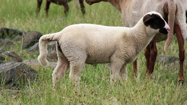 Cute white baby sheep with funny long tail pooping on a green meadow. Calm spring or early summer domestic animal scenery, lambs in the fresh grass near the River Rhine in D&uuml;sseldorf. 4k