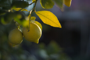 fruto de limon colgando de su rama - obrazy, fototapety, plakaty