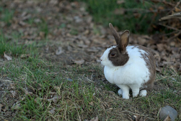 conejo o coneja descansando sobre el pasto en el jardin