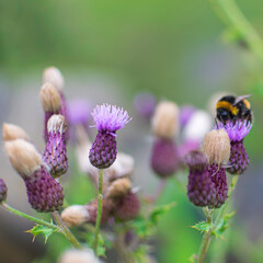 bee on flower