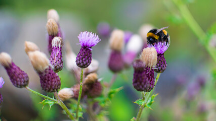 bee on flower