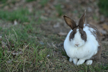 conejo o coneja descansando sobre el pasto en el jardin