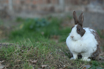 conejo o coneja descansando sobre el pasto en el jardin