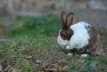 conejo o coneja descansando sobre el pasto en el jardin