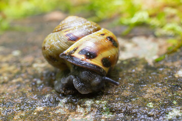 snail on a leaf