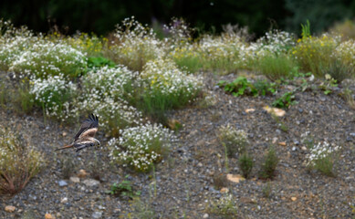 Red kite // Rotmilan, Roter Milan (Milvus milvus)