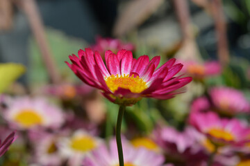 pink and yellow flower