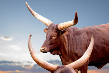 portrait of a watusi cow