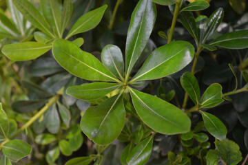 leaves in the garden