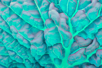 Savoy cabbage leaf close up. Textured bumpy wrinkled surface. Turquoise tinted spectacular and...