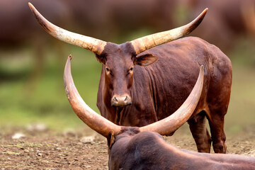 portrait of a watusi cow looking straight ahead