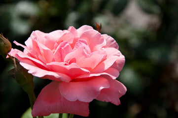 lihght pink rose flower blooming in sunny summer garden, rose