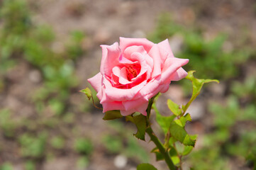 pink rose flower blooming in sunny summer garden, rose