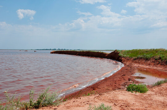 syvash pink lake water in sunny summer in ukraine