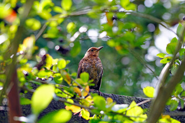  Black bird Branch in the aronia bush