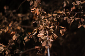 dry leaves on a tree
