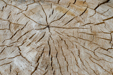Fototapeta premium Tree Trunk Lines