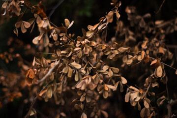 dry leaves on a tree