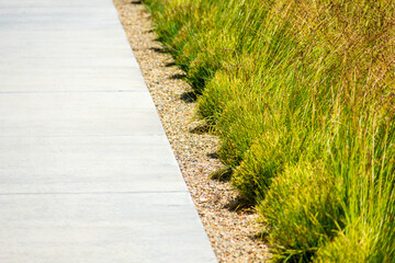 Concrete sidewalk, gravel and green drought tolerant ornamental grass planted in rows under bright...