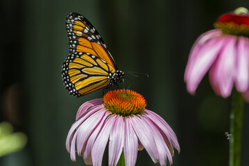 Monarch Butterfly feeding on a purple coneflower. 