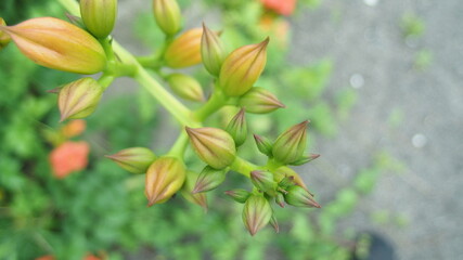 芽生える前の野草の花