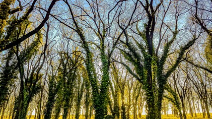 Fototapeta premium grass and sky