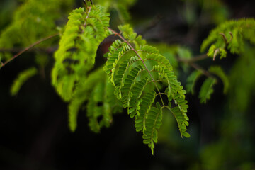 fern leaves