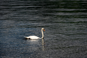 Beautiful white swan swimming on a lake