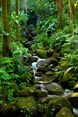 Alakahi Stream on Big Island