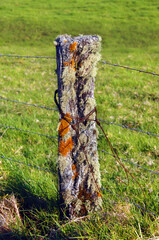 Alive with Lichen on Big Island